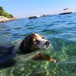 Denis * Ždrelac