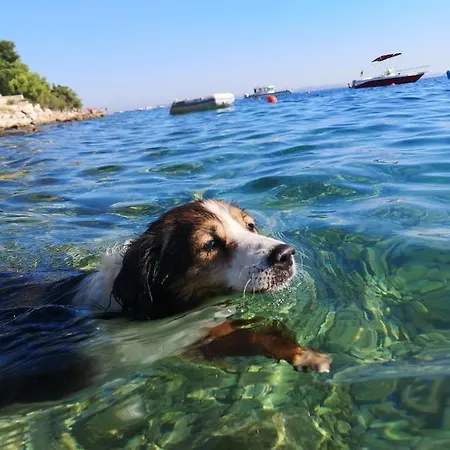 Denis * Ždrelac